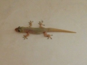 Barry The Bathroom Lizard expresses his displeasure when the laundry basket is moved