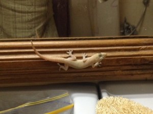 Barry The Bathroom Lizard, judging me for not flossing